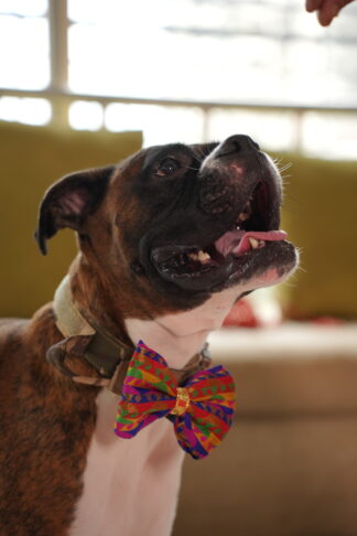 Multicolor Paisley Bow