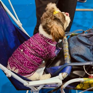 Purple Bandhej kurta