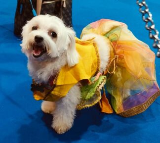 Yellow Lehenga-Choli