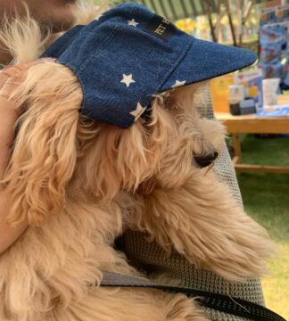 Denim Pet Cap