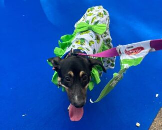 Avocado Casual Dress