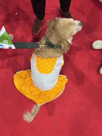 Yellow Star Dress & Sunglasses COMBO